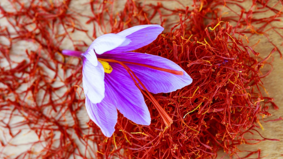 Safran des Causses du Quercy